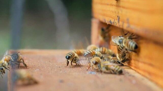 Close-up slow motion macro shot of honey bees actively entering and exiting a wooden beehive. Worker bees carry visible pollen loads on their legs while others hover and land at the hive entrance.