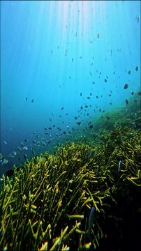Sea Turtle Swimming with Tropical Fish Over Coral Reef at Pink Beach Komodo