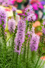 Obraz premium Liatris spicata flowers in the summer garden