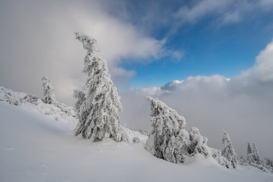 View of snow-covered spruce trees and rime ice on the slopes of Salatin mountain under a blue sky with thick clouds in Liptovska Stiavnica, Zilinsky kraj, Slovakia.