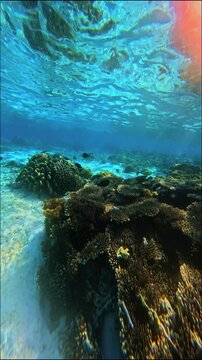 Sea Turtle Swimming with Tropical Fish Over Coral Reef at Pink Beach Komodo