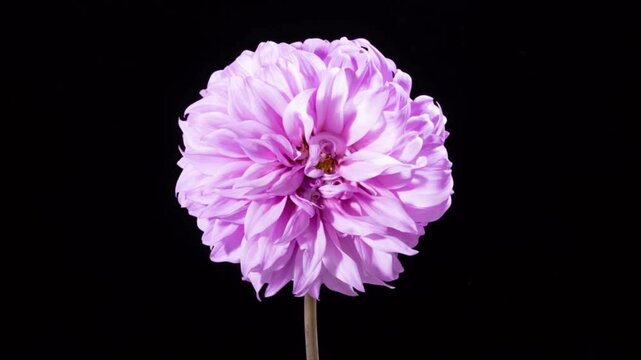 Beautiful pink dahlia flower blooming on black background, close up macro shot of petals opening in time lapse style, isolated floral nature 4k video