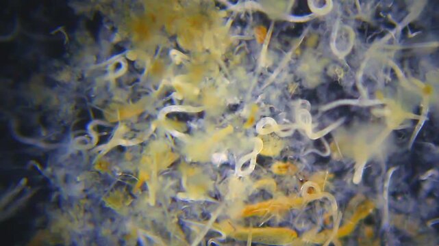 Large nematodes aggregation actively moving panoramic view under 40x magnification darkfield microscopy. 4K scientific microscopy footage.