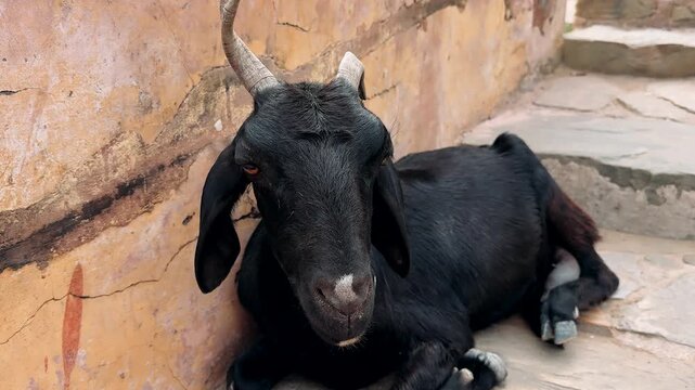 A black goat lies down and looks at the camera	