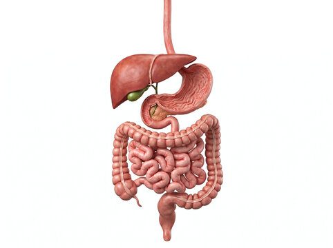 Human Digestive System 3D Medical Illustration Isolated on White Background for Healthcare Education, Gastroenterology and Biological Anatomy Study