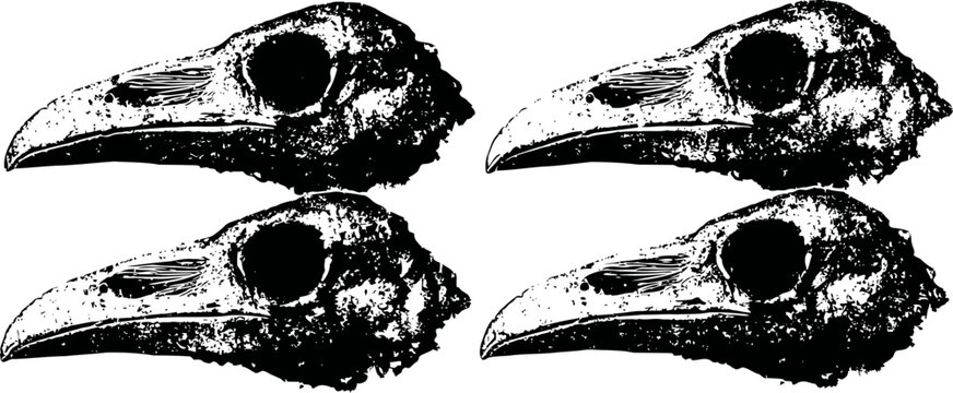 Four black and white raven skull illustrations with detailed bone texture and shading