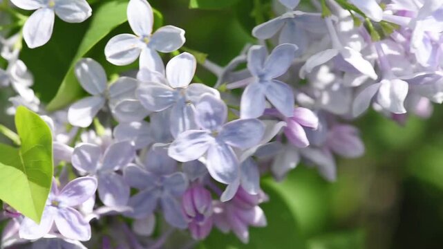 Lilac flowers blossom close-up background - Branch with purple petals blooming and swaying in the wind - Spring macro nature.