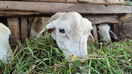 Fototapeta premium Funny goats eating grass inside simple cage, showing cute expressions and rural livestock farming atmosphere