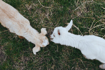Fototapeta premium Playful goats in a sunlit meadow, two kids touch noses in a gentle outdoor moment, natural colors and soft grass, rustic lifestyle scene showcasing harmony with animals