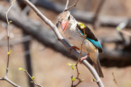 Brown-hooded Kingfisher (Halcyon albiventris) in mopane woodland, parfuri, Limpopo, South Africa