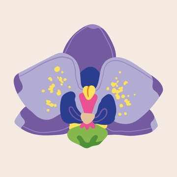 Beautiful Orchid flower. Exotic floral bloom. Colorful blossom. Unique trendy style. Hand drawn Vector illustration. Isolated design element. Print, collage, logo, icon, sticker, print template