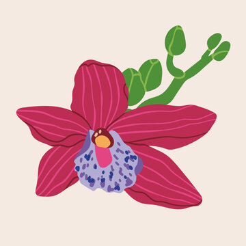 Beautiful Orchid flower. Exotic floral bloom. Colorful blossom. Unique trendy style. Hand drawn Vector illustration. Isolated design element. Print, collage, logo, icon, sticker, print template