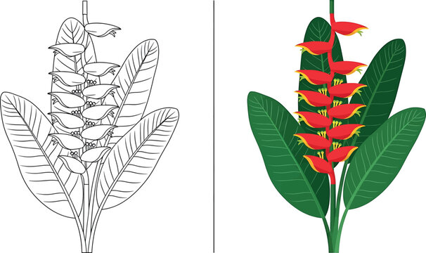 Colorful illustration of a red ginger plant with green leaves and vibrant flowers