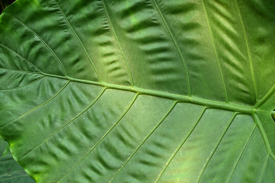 green leaf texture of Leucocasia gigantea in sunny afternoon 