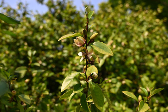 Magnolia figo blossom on tree in sunny day