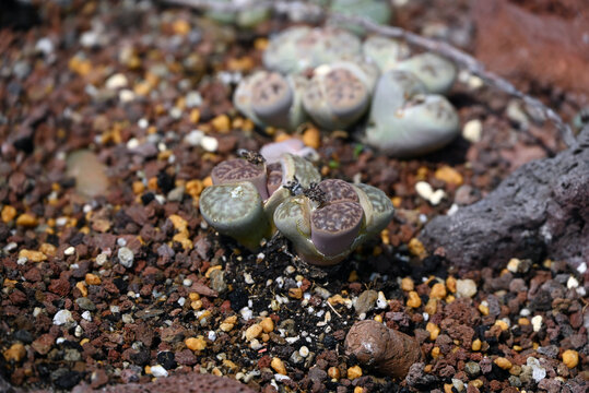 deep brown lithops like stones on the ground 