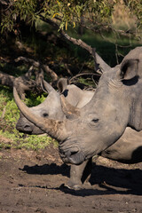Fototapeta premium a portrait of a female white rhino and her calf in their natural habitat in Africa