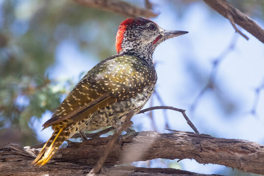 Golden-tailed Woodpecker (Campethera abingoni) Kalahari, Northern Cape, South Africa
