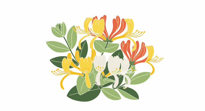 Delicate floral illustration of honeysuckle flowers with leaves