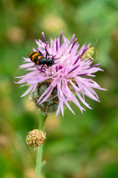 Clairon des abeilles, centaur&eacute;e