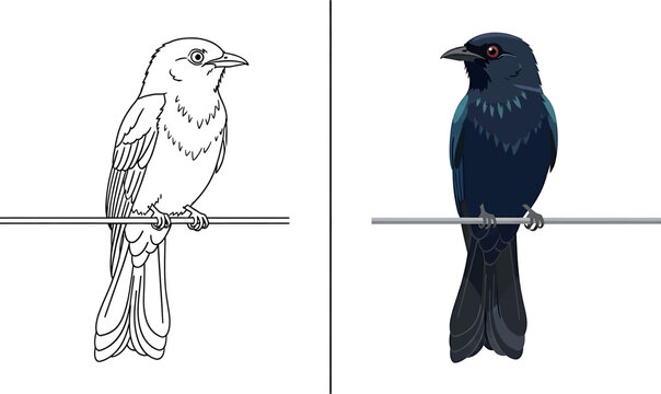 Saddleback bird illustration set color and blackline versions for design projects