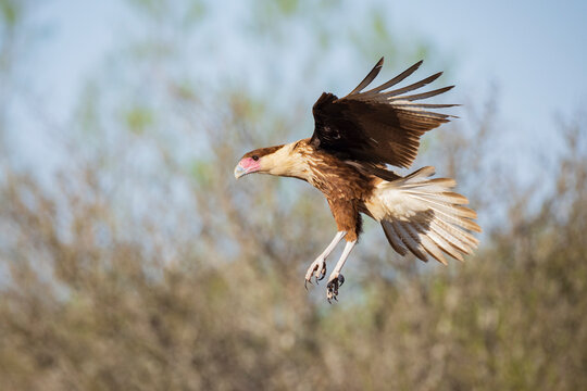 Juvenile Crested Caracara Landing