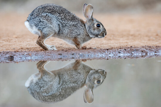 Portrait of a Texas Cottontail Rabbit