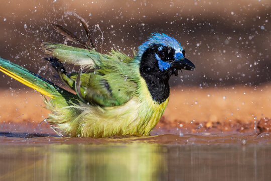 Green Jay Bathing