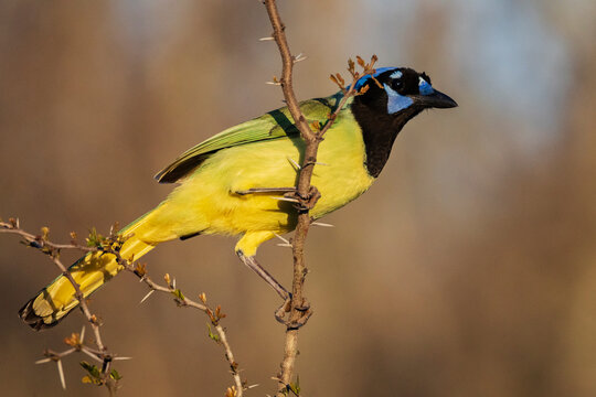 Portrait of a Green Jay