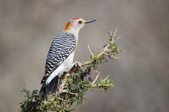 Golden-Fronted Woodpecker on a Huisache Bush