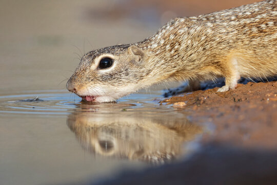 Mexican Ground Squirrel Drinking at a Waterhole