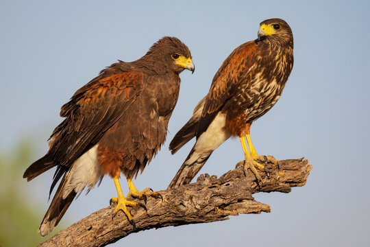 Harris's hawk, Parabuteo unicinctus, two birds perched side by side on a tree branch.