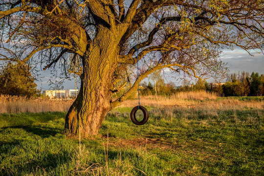 tire swing attached to a tree at sunset