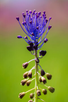 Tassel Hyacinth known as Muscari comosum, a spring flowering bulb, vivid blue.