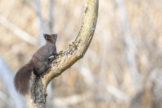 View of a dark squirrel climbing a curved tree branch at the Fondation des Grangettes Point d'accueil Villeneuve, Vaud, Switzerland.