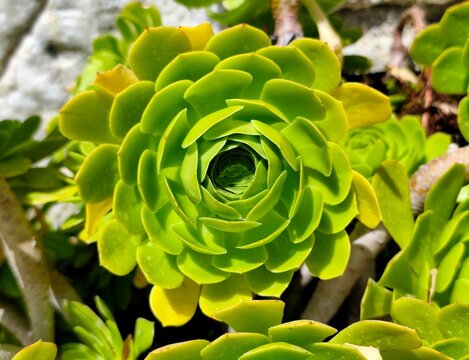 Tree aeonium: a species of succulent, subtropical subshrub in the flowering plant family Crassulaceae, its botanical name is Aeonium arboreum.