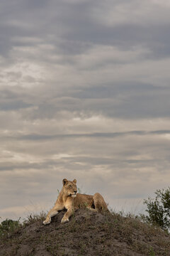 Lioness, Panthera leo, resting on top of termite mound.