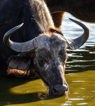 African buffalo, Syncerus caffer, drinking from a dam, close-up.
