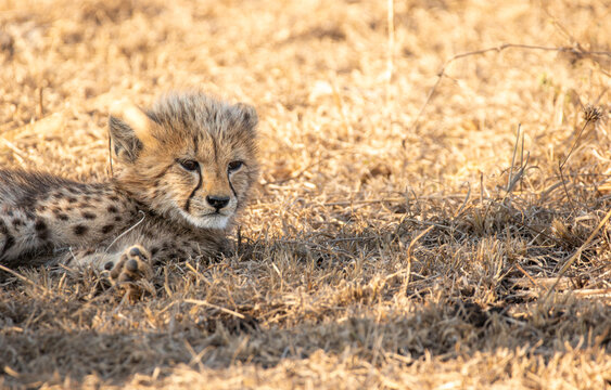 Cheetah, Acinonyx jubatus, cub lying on short grass.