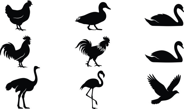 Bird silhouettes set with chicken rooster duck swan flamingo ostrich and flying bird isolated vector collection
