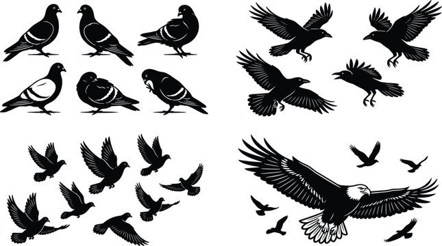 Bird silhouettes set with pigeons crows flock and eagle flying isolated vector collection for design elements