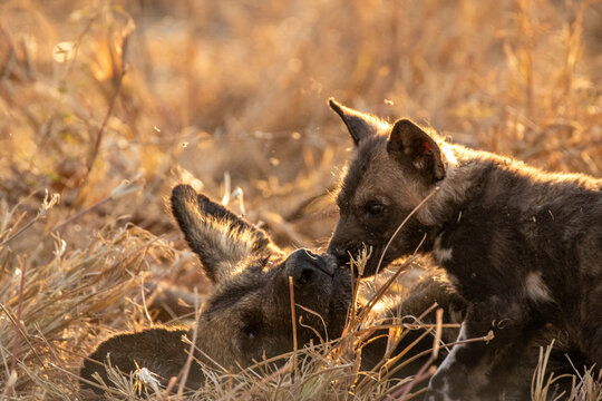 African wild dog, Lycaon pictus, pups playing in grass.