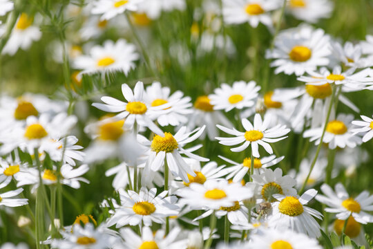 Close-up of Matricaria chamomilla flowers blooming in a summer field. White petals and yellow centers of wild chamomile plants under bright natural sunlight. Macro shot of herbal flora in nature.