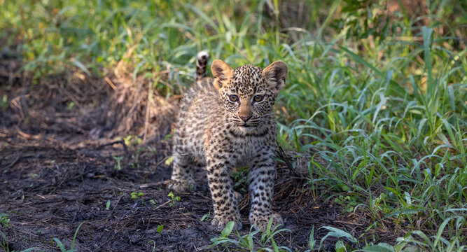 Leopard, Panthera pardus, cub standing.