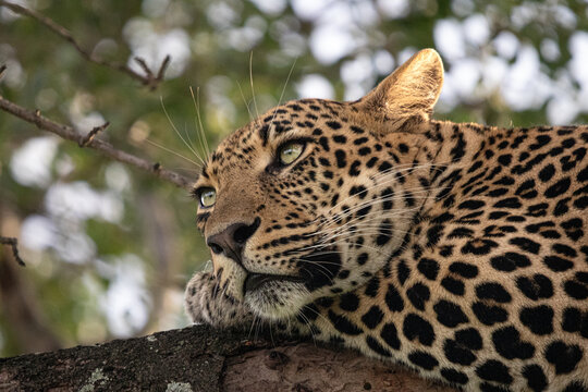 Leopard, Panthera pardus, male lying in marula tree.