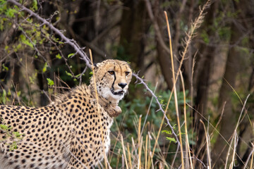 a female cheetah walking through the african bush of South Africa  © TatijanaIvana