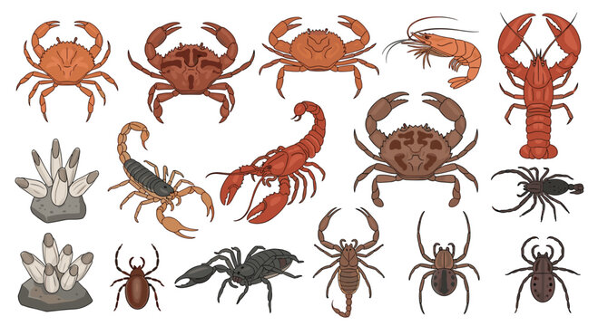 Various species of crustaceans including crabs, lobsters, and scorpions are displayed as a collection of detailed illustrations on a clean white background for study.