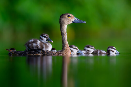 View of a lesser whistling duck swimming in calm green water with its ducklings, including one riding on its back, Joypurhat, Rajshahi Division, Bangladesh.