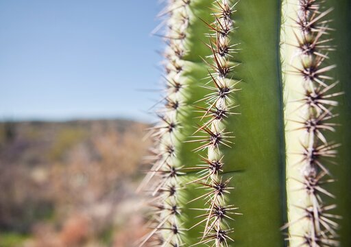 Sharp spines of Saguaro cactus in southwest Arizona desert, Phoenix, Arizona, USA