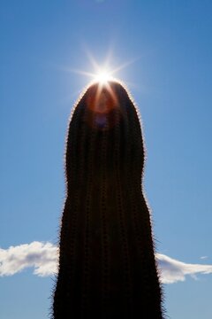 Saguaro cactus in silhouette against blue sky with sun burst, Phoenix, Arizona, USA